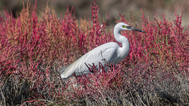 53257165023_302c973b33_o